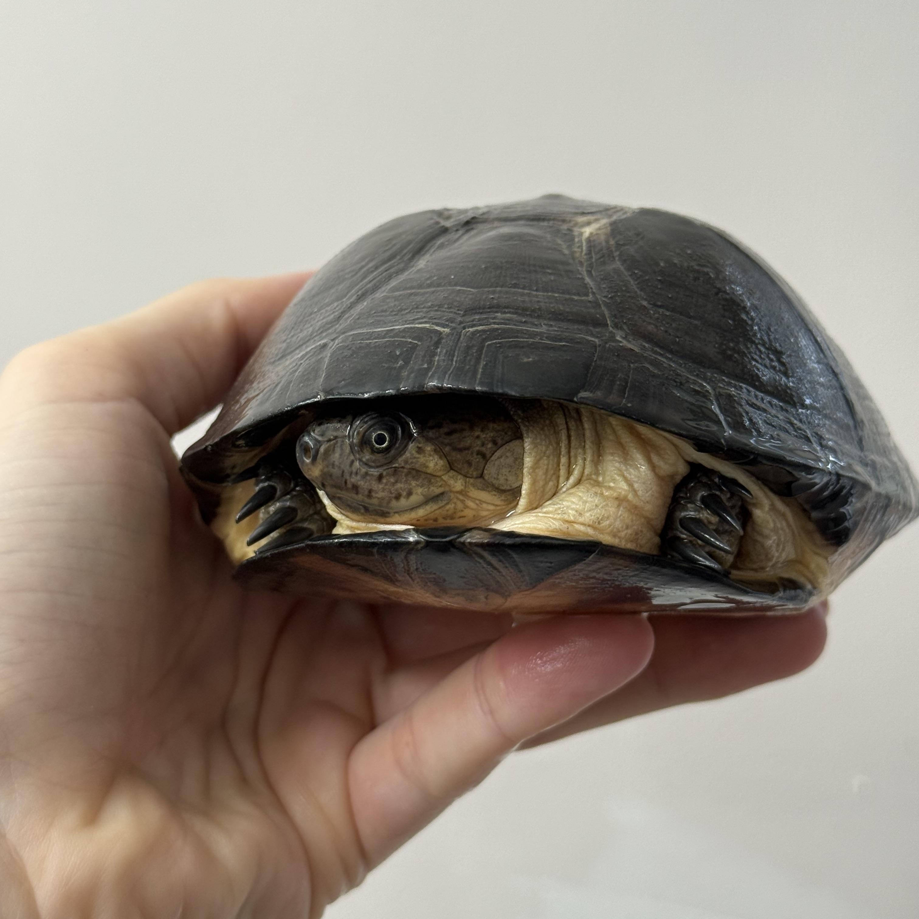 Enlarge Kenya , a ADOPTABLE Mud in JACKSON, NJ image 2/3