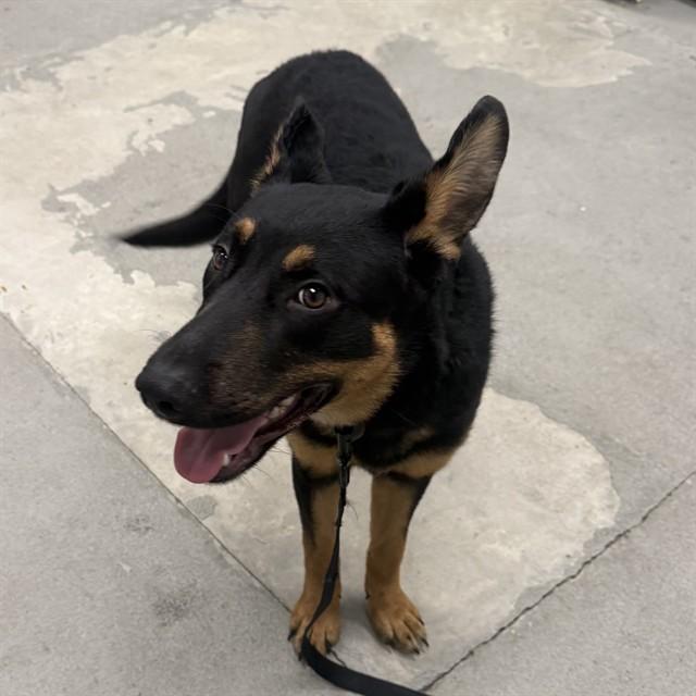 Harold, ADOPTABLE, Young Male Black Labrador Retriever & Beauceron.