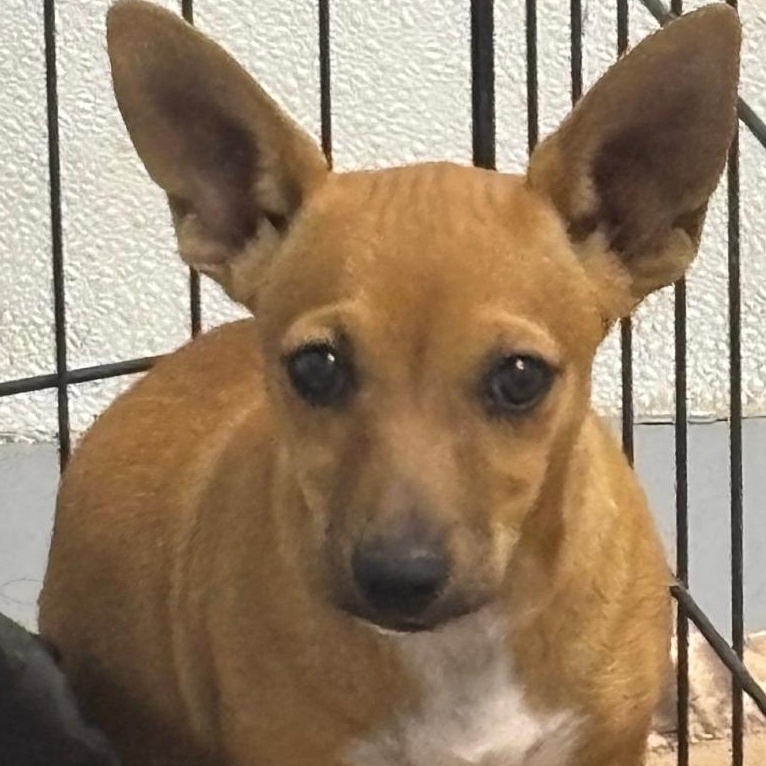 Enlarge Daphne, a Adoptable Chihuahua in Casa Grande, AZ image 1/1