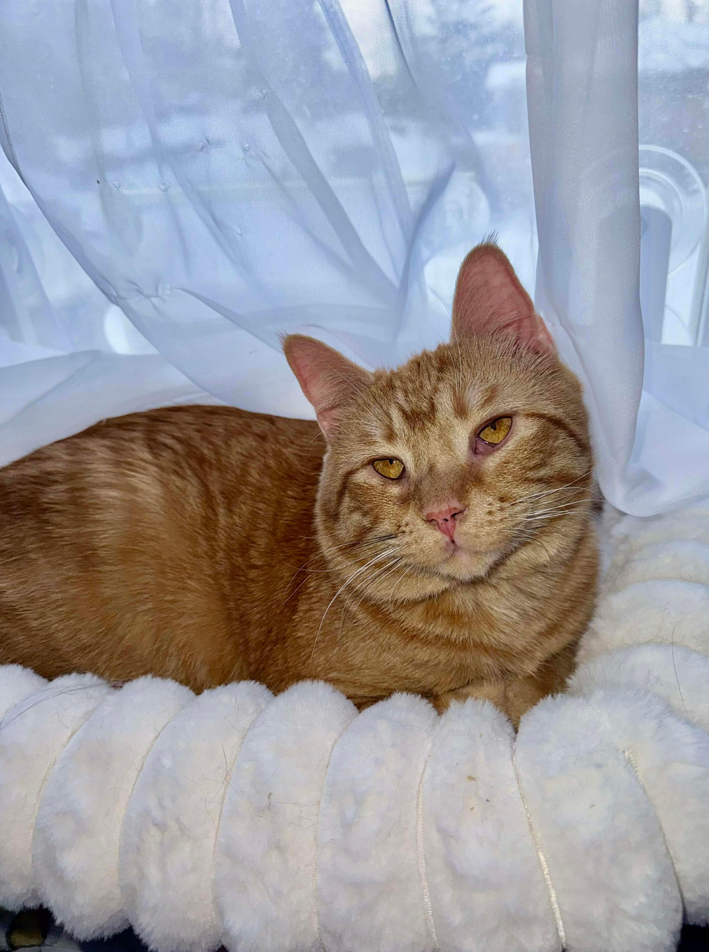 Zithro, an adopted mixed breed in Greensburg, PA image 2/5