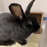 Enlarge Merida, a ADOPTABLE New Zealand in Hilliard, OH image 1/1