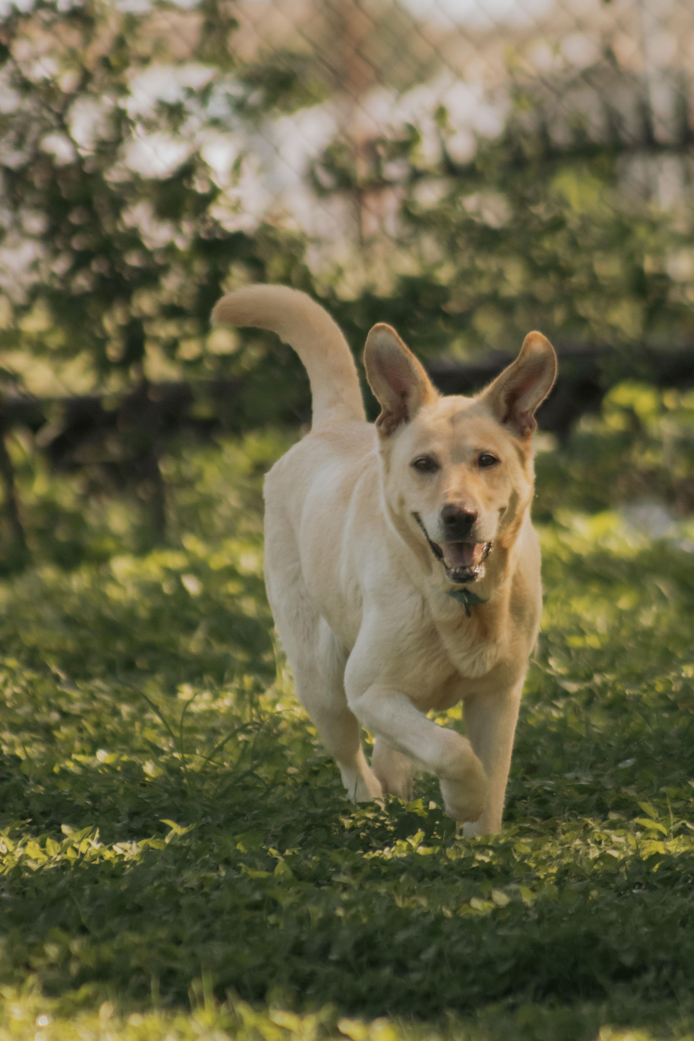 Enlarge Koi, a ADOPTABLE mixed breed in Cibolo, TX image 3/3
