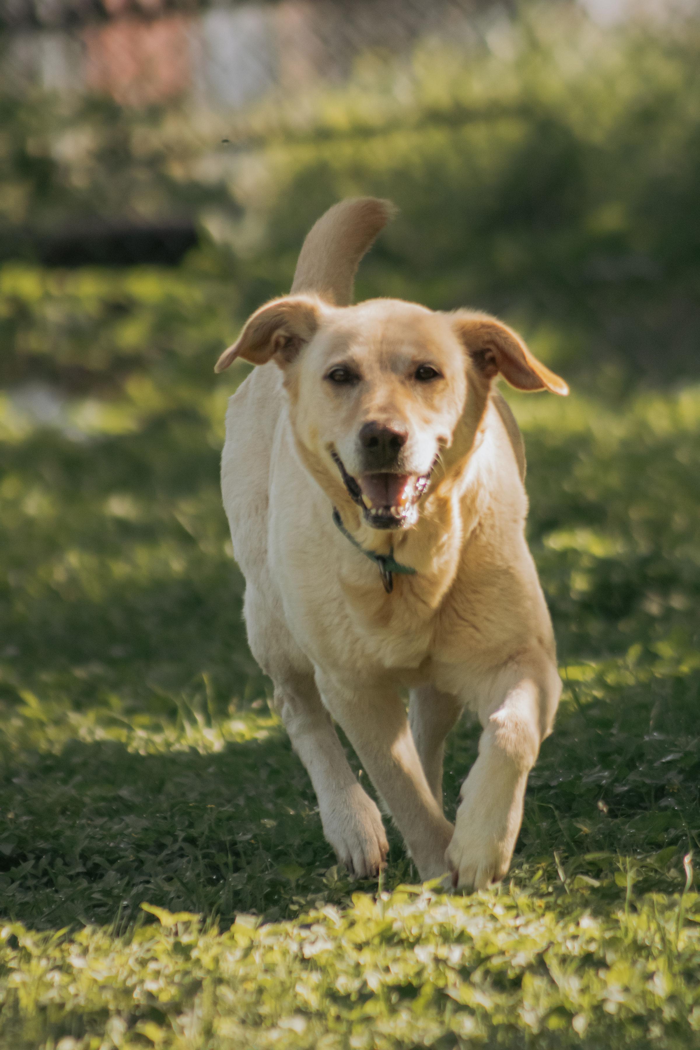 Enlarge Koi, a ADOPTABLE mixed breed in Cibolo, TX image 2/3