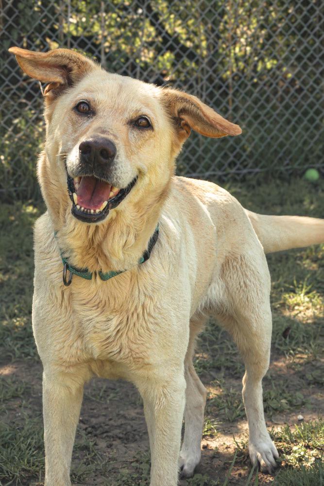 Koi, ADOPTABLE, Adult Female Golden Retriever.