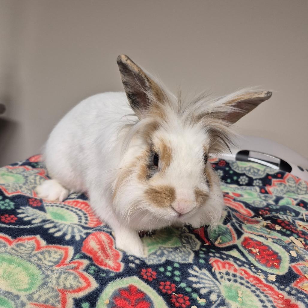 Enlarge Mikey, a Adoptable Lionhead in Gansevoort, NY image 1/1