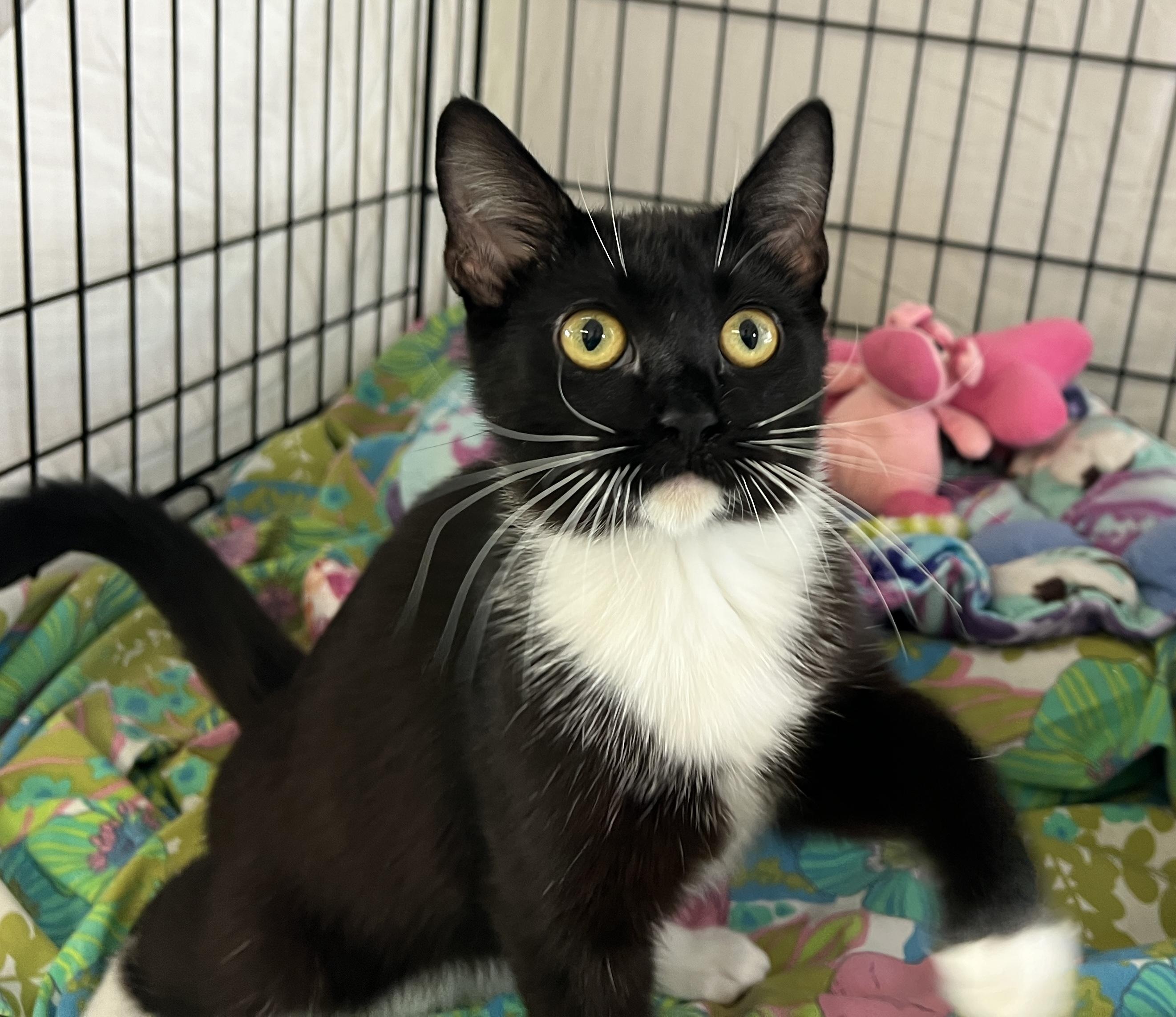 Enlarge Polka, a Adoptable Tuxedo in Palmyra, VA image 4/6