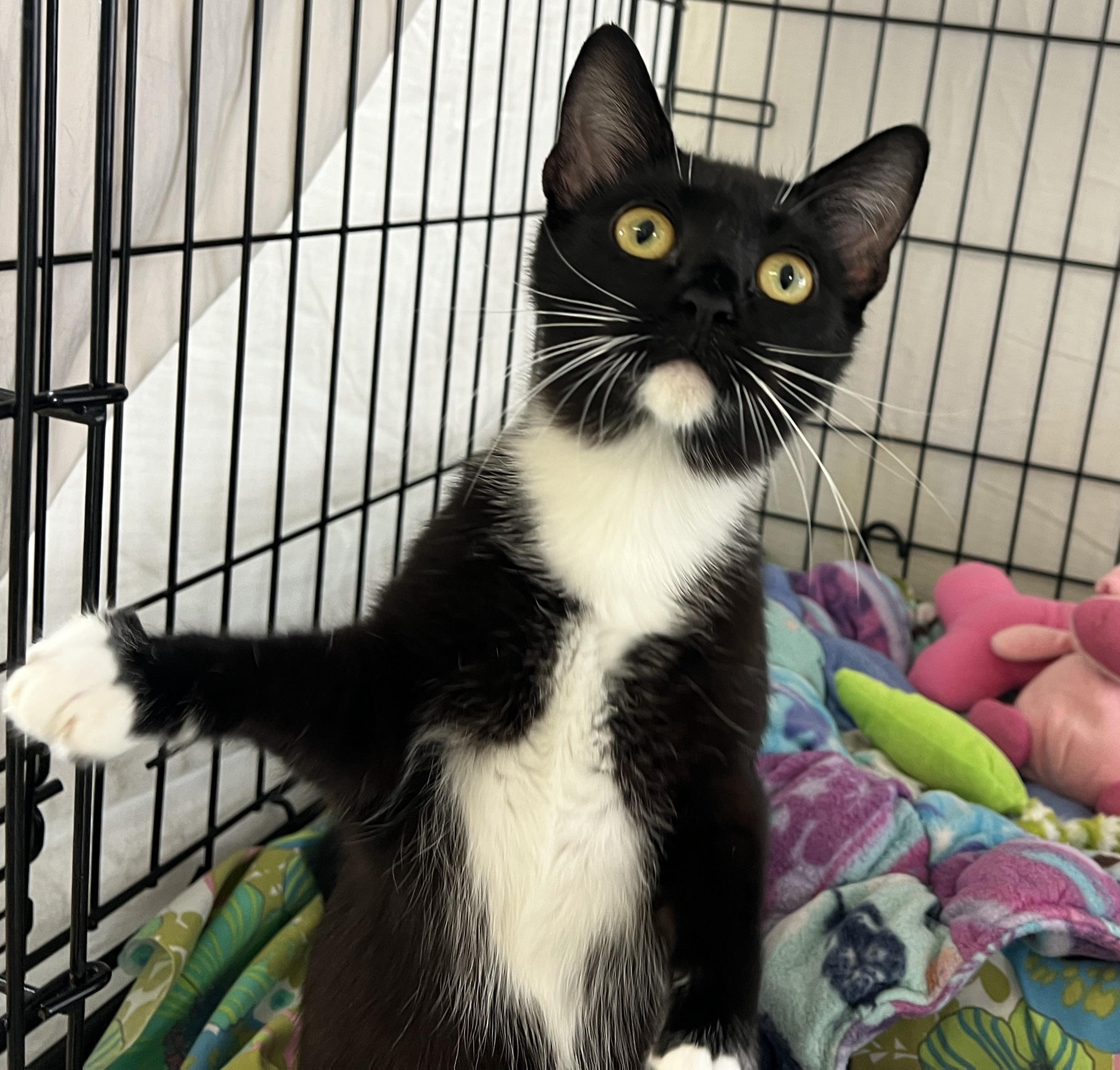 Enlarge Polka, a Adoptable Tuxedo in Palmyra, VA image 2/6