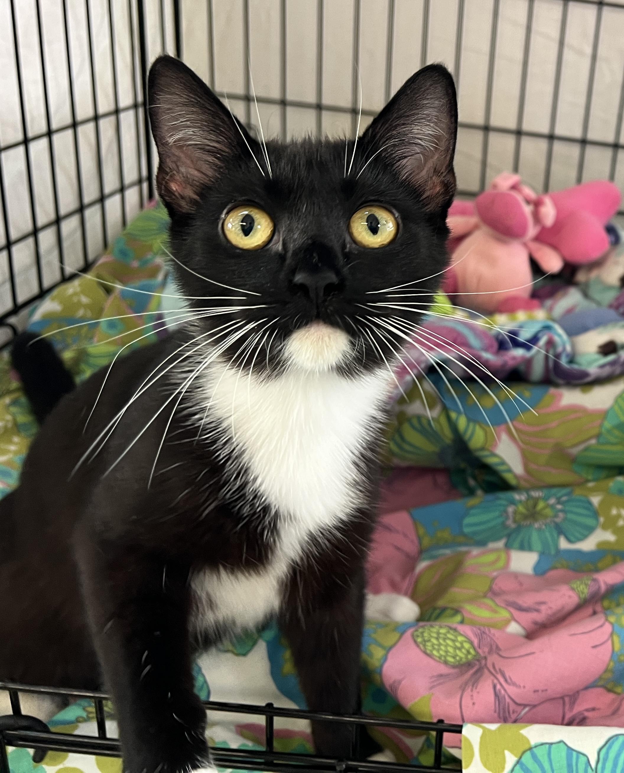 Enlarge Polka, a Adoptable Tuxedo in Palmyra, VA image 5/6