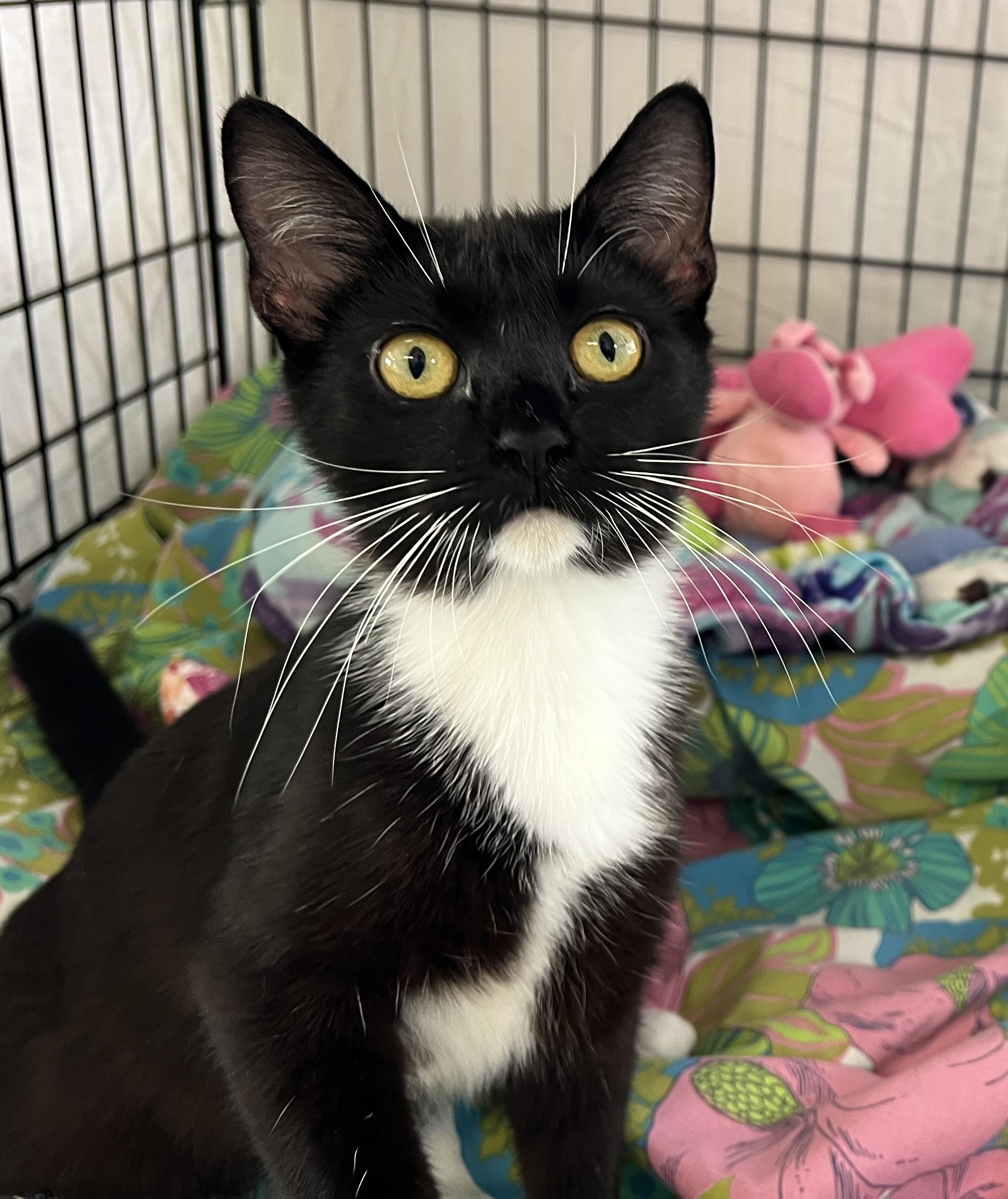 Enlarge Polka, a Adoptable Tuxedo in Palmyra, VA image 1/6