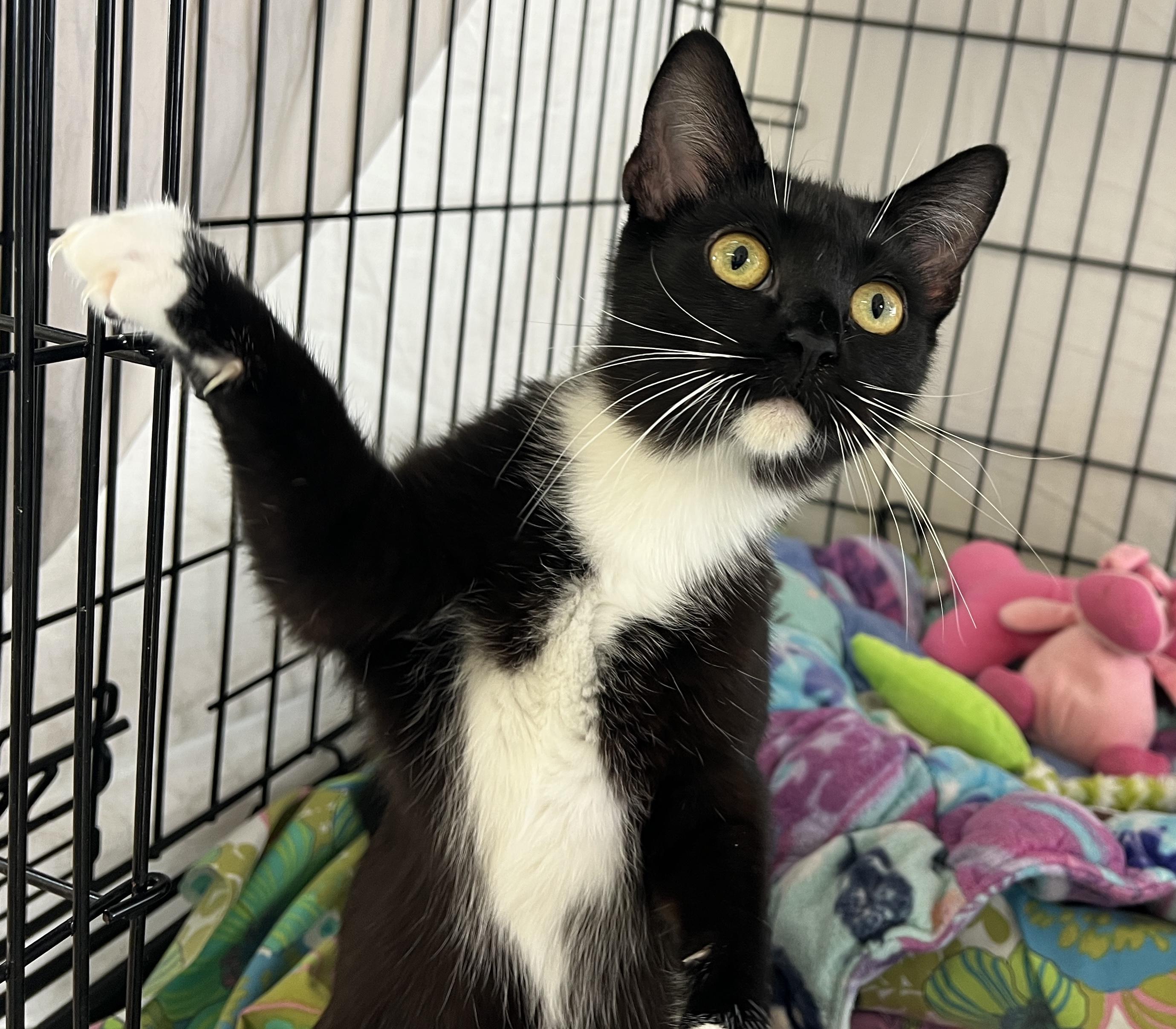 Enlarge Polka, a Adoptable Tuxedo in Palmyra, VA image 3/6