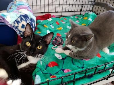 Enlarge Polka, a Adoptable Tuxedo in Palmyra, VA image 6/6