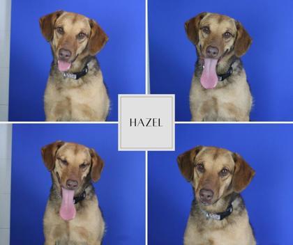 Enlarge Hazel, a Adoptable Mixed Breed in Port Allen, LA image 1/2
