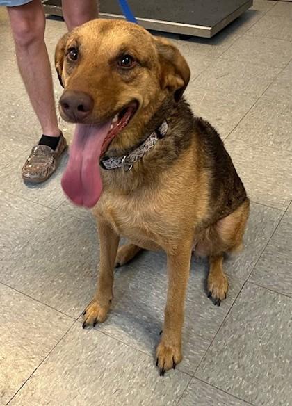 Hazel, Adoptable, Adult Female Mixed Breed & Mixed Breed.