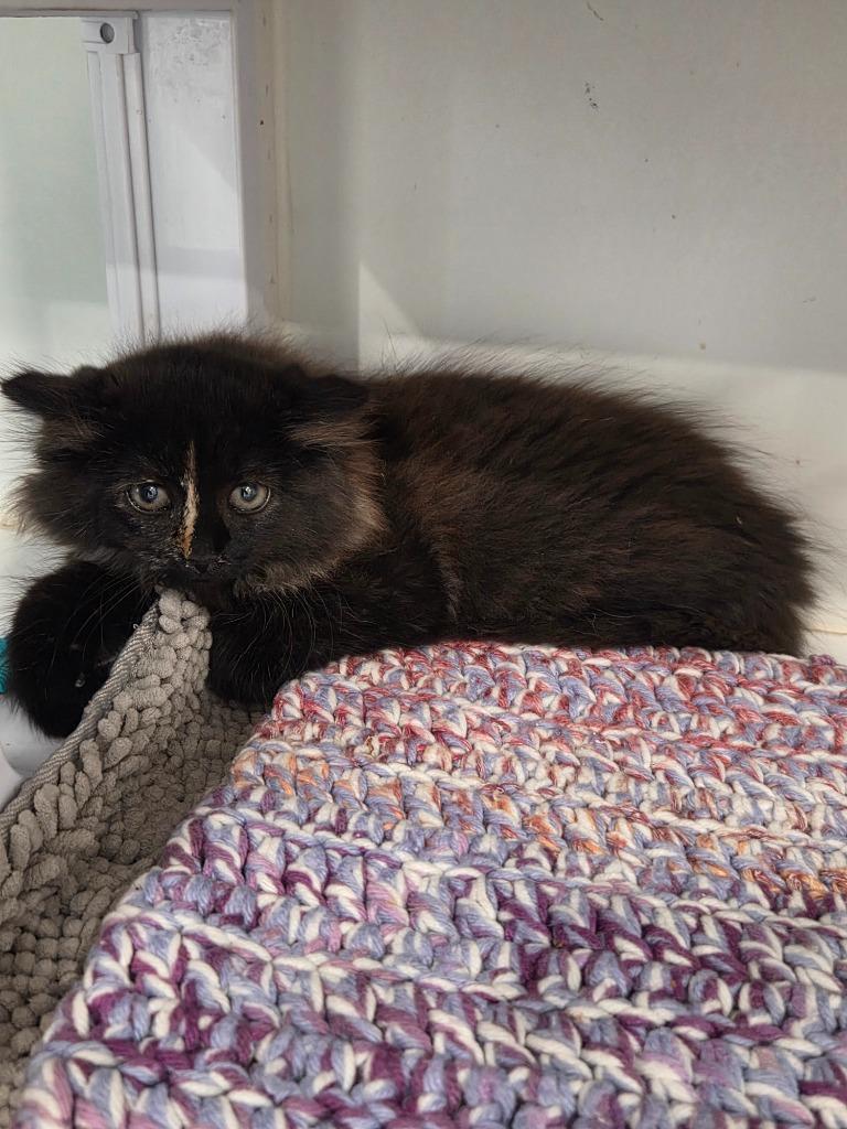 Enlarge Lucky, a Adopted mixed breed in Lunenburg, VT image 1/2