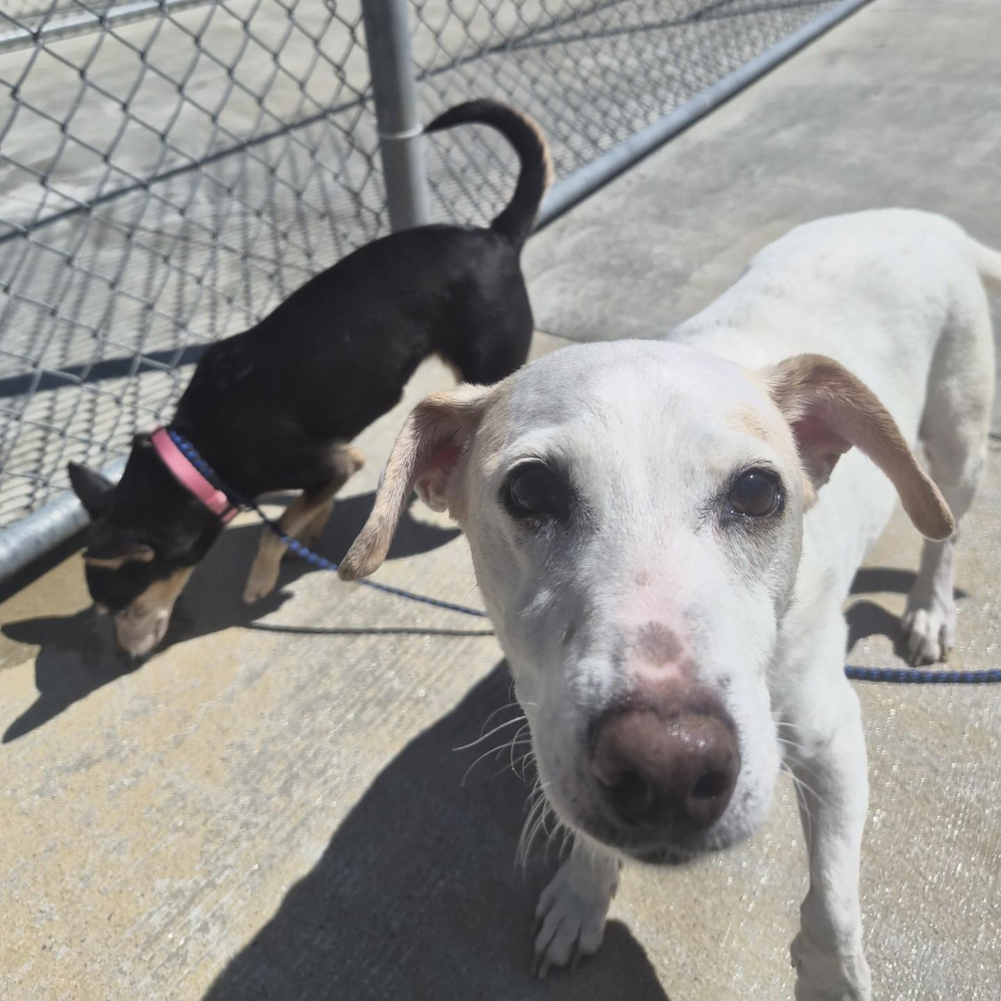 Enlarge Skipper and Lucy, a ADOPTABLE mixed breed in Cornelius, NC image 5/6