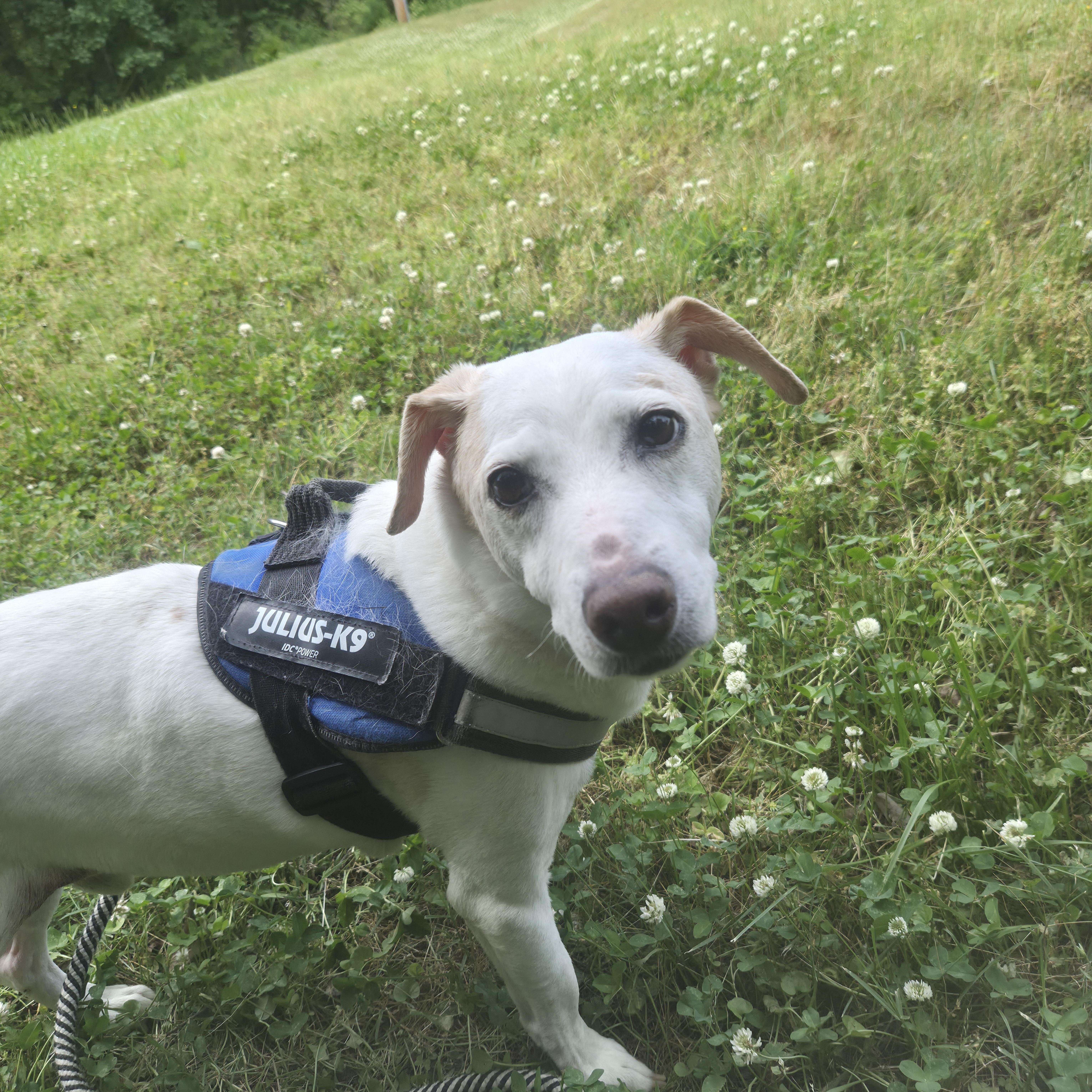 Enlarge Skipper and Lucy, a ADOPTABLE mixed breed in Cornelius, NC image 6/6