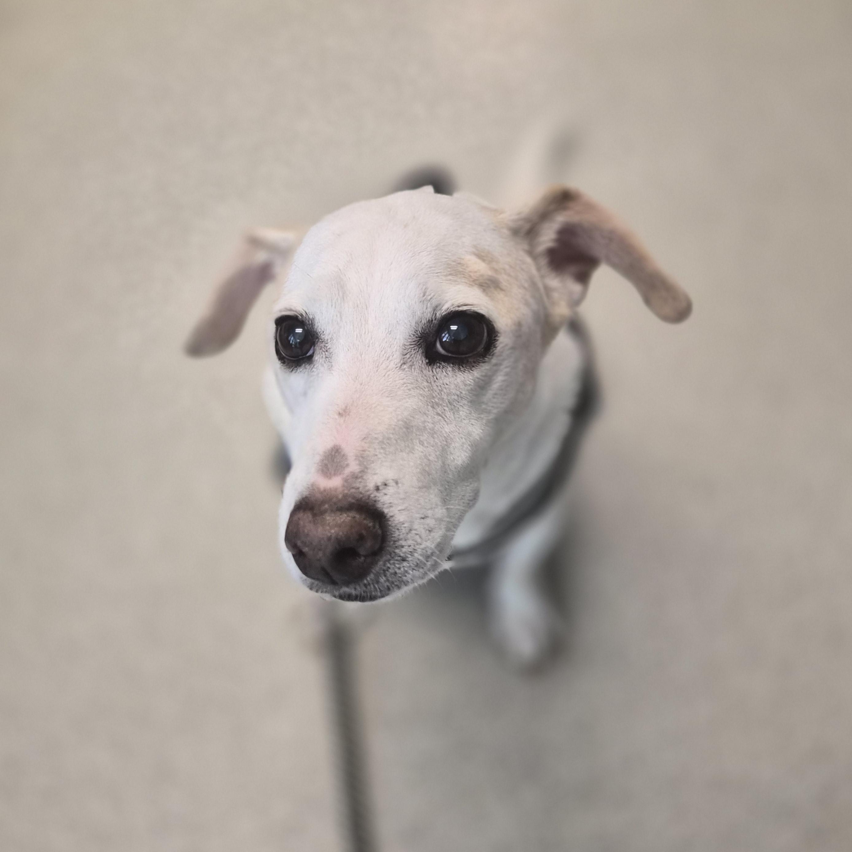 Enlarge Skipper and Lucy, a ADOPTABLE mixed breed in Cornelius, NC image 2/6