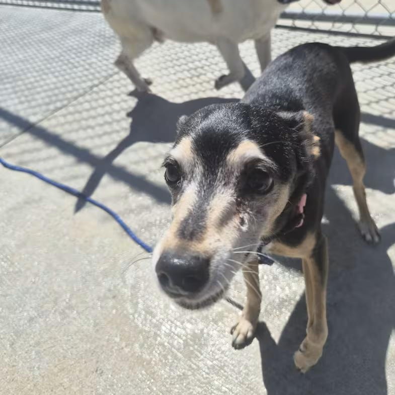 Enlarge Lucy, a ADOPTABLE mixed breed in Cornelius, NC image 4/4