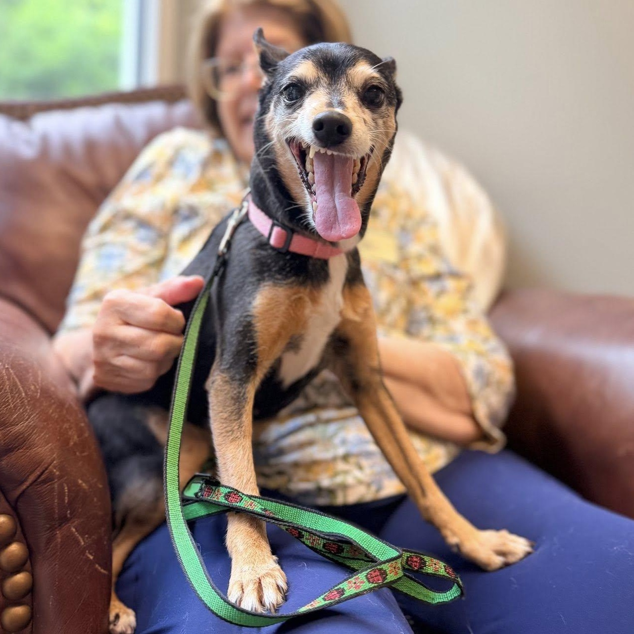 Lucy, ADOPTABLE, Senior Female Miniature Pinscher.