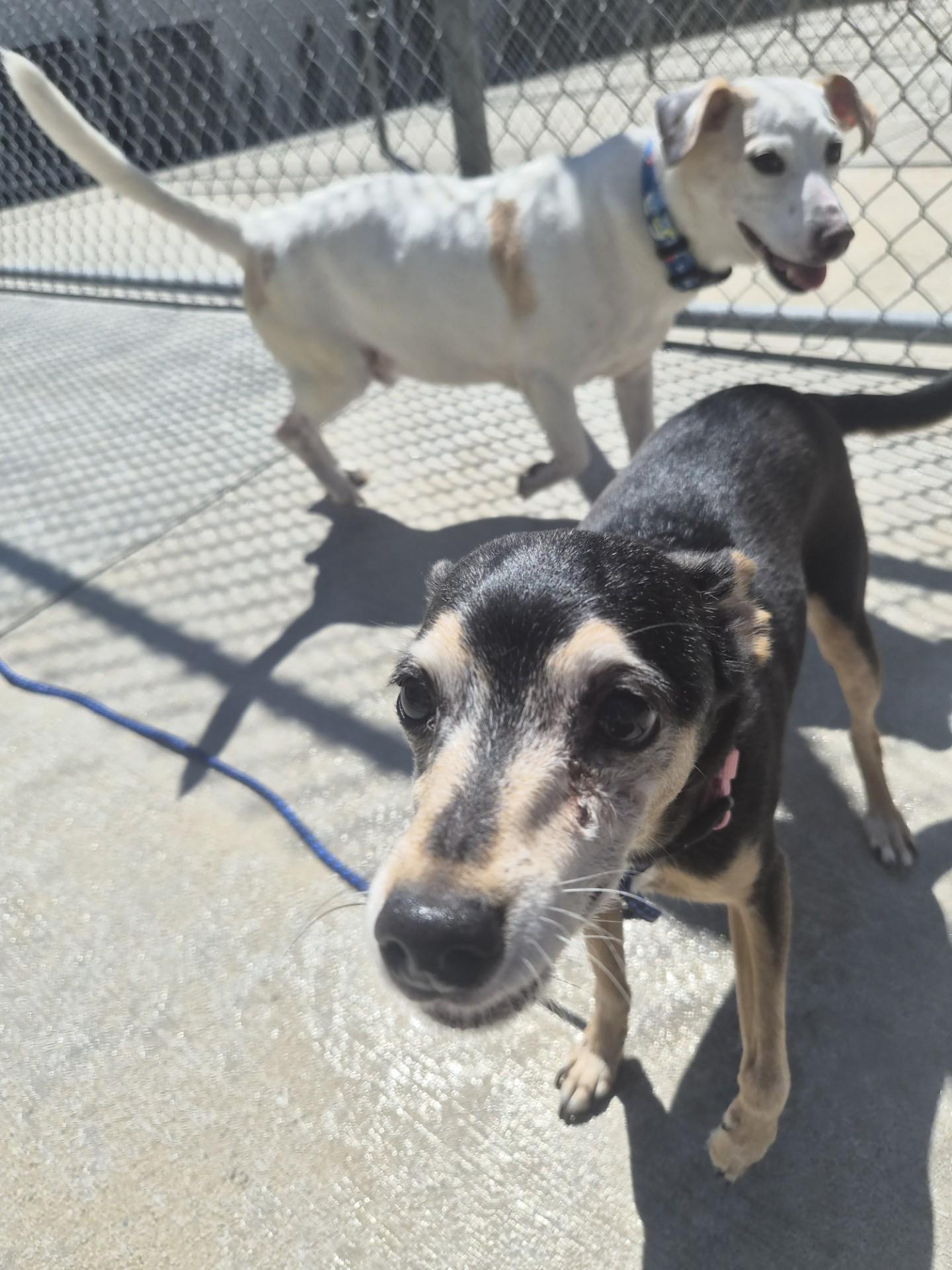 Enlarge Skipper and Lucy, a ADOPTABLE mixed breed in Cornelius, NC image 4/6