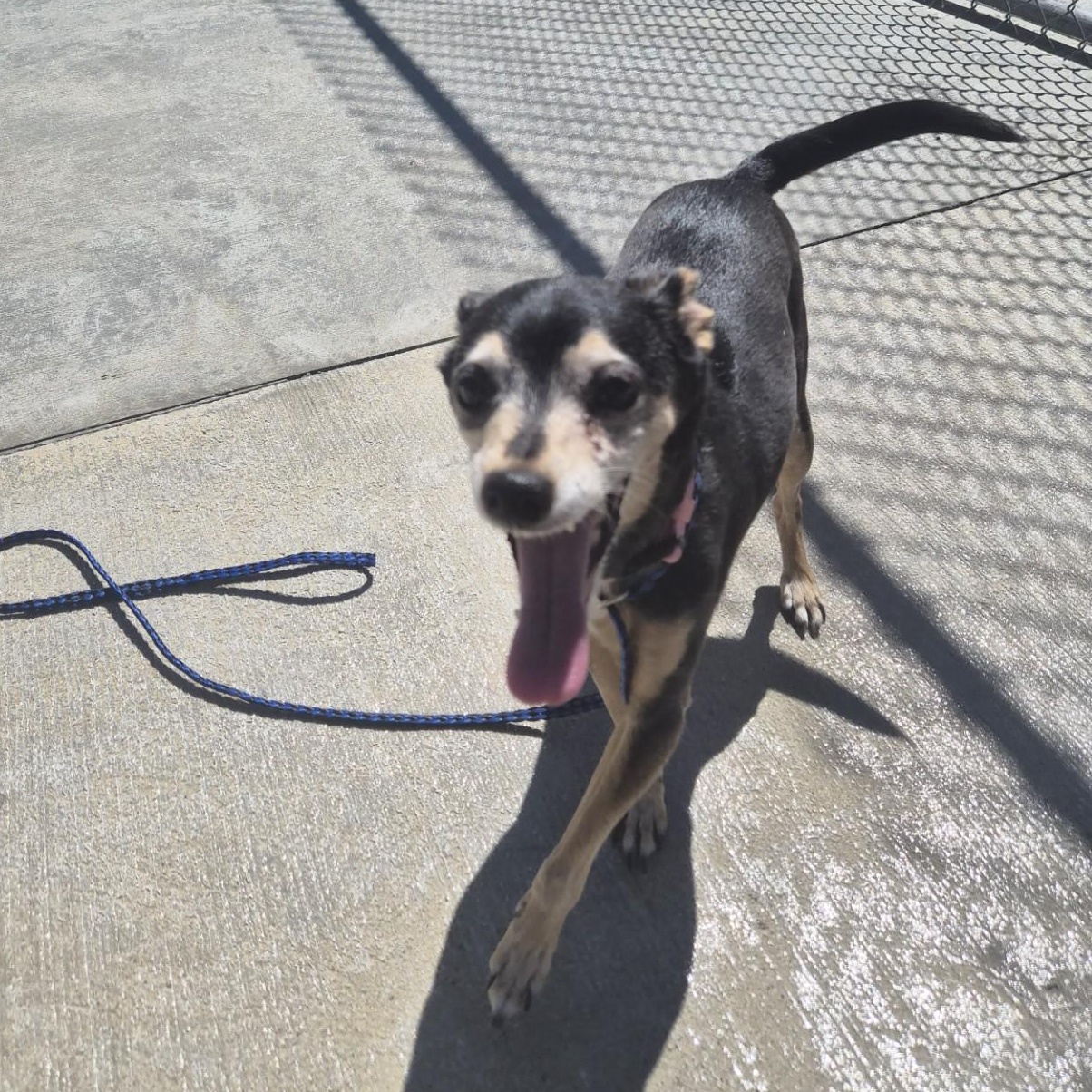 Enlarge Skipper and Lucy, a ADOPTABLE mixed breed in Cornelius, NC image 3/6