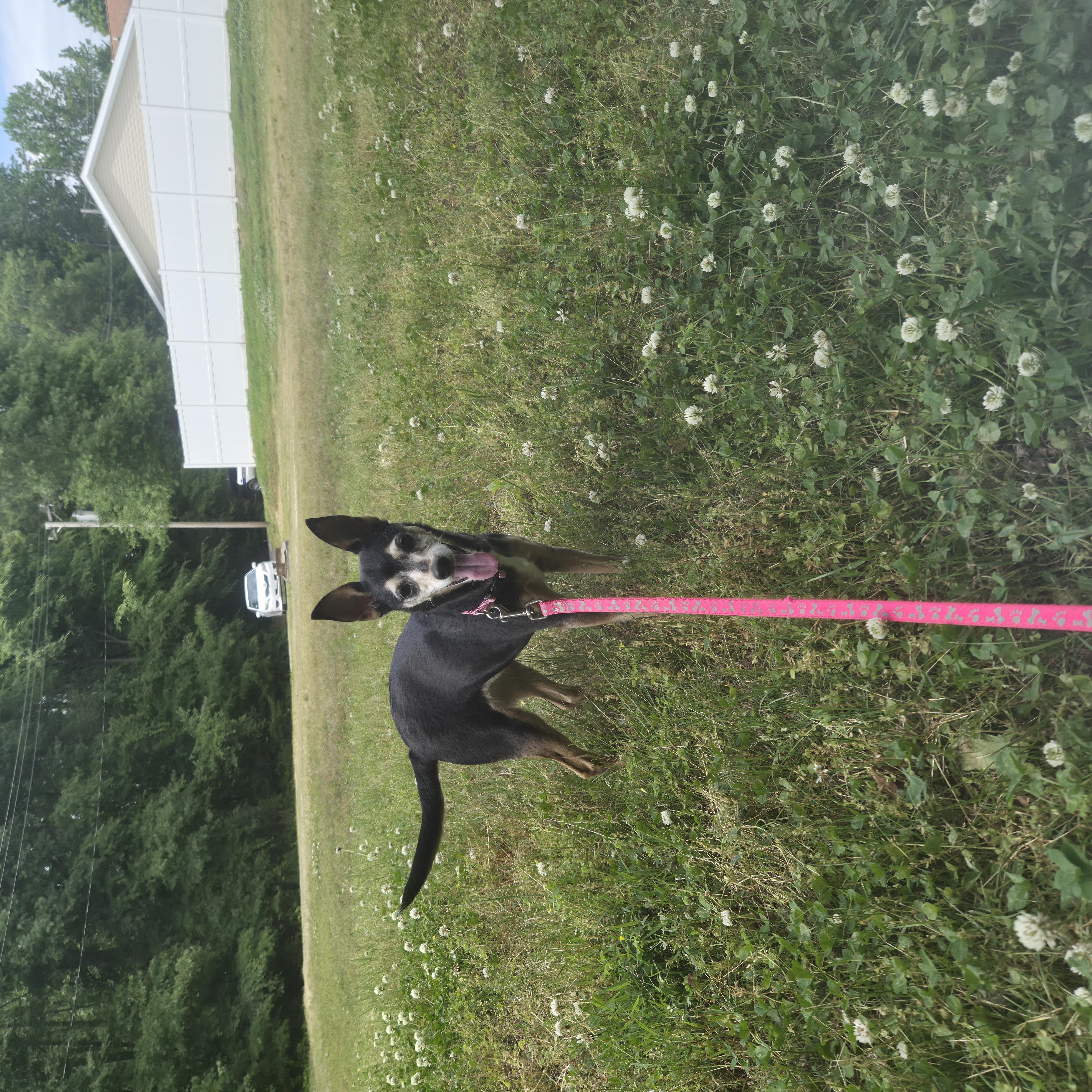 Enlarge Lucy, a ADOPTABLE mixed breed in Cornelius, NC image 2/2