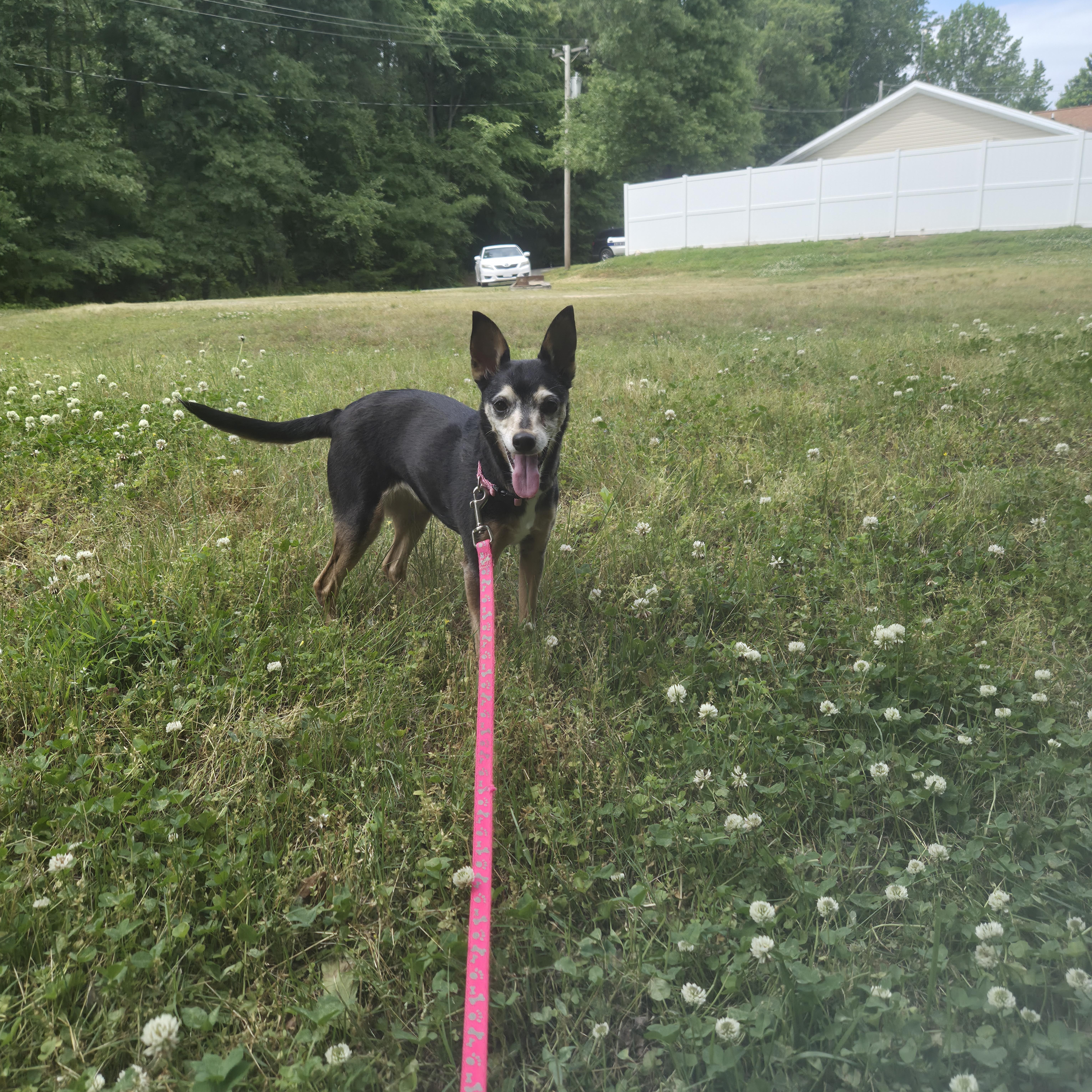 Enlarge Lucy, a ADOPTABLE mixed breed in Cornelius, NC image 3/4