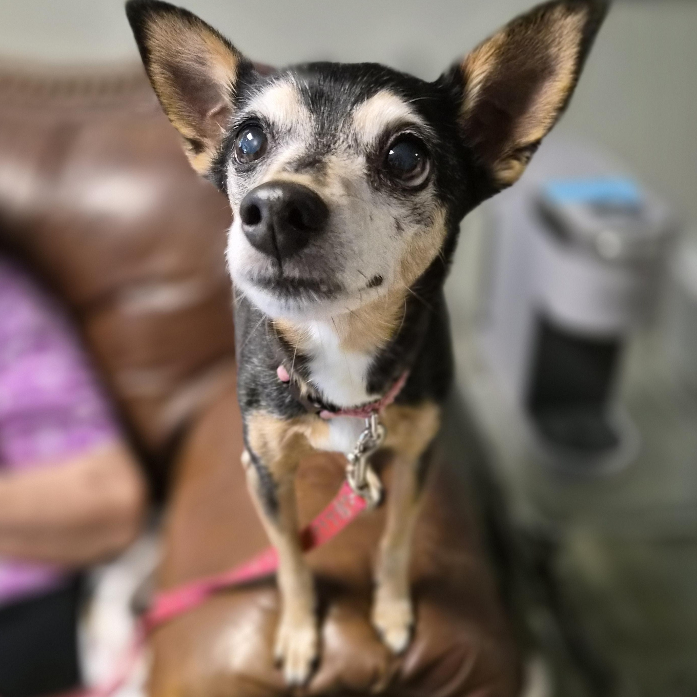 Lucy, ADOPTABLE, Senior Female Miniature Pinscher.