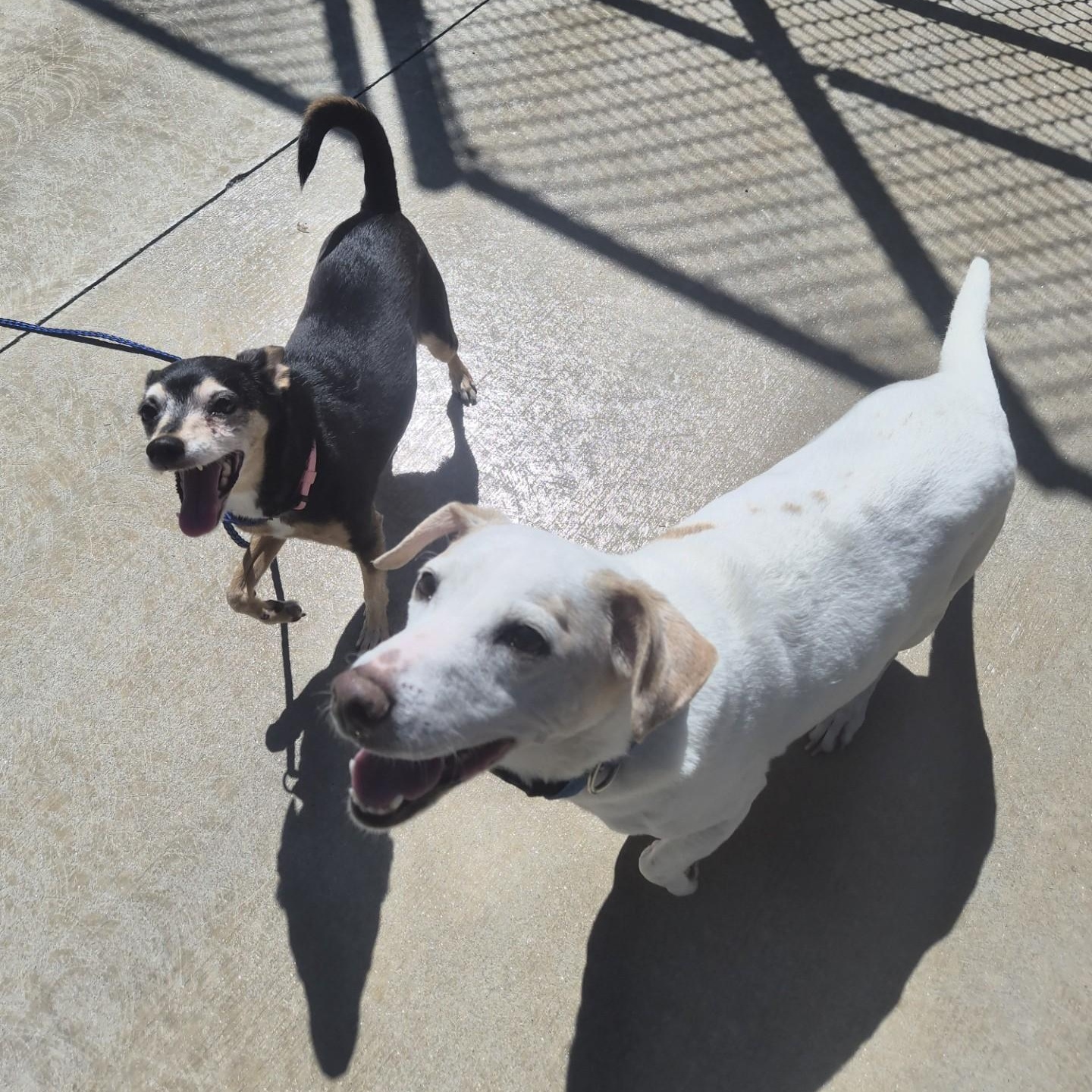 Skipper and Lucy, ADOPTABLE, Senior Female Miniature Pinscher & Jack Russell Terrier.
