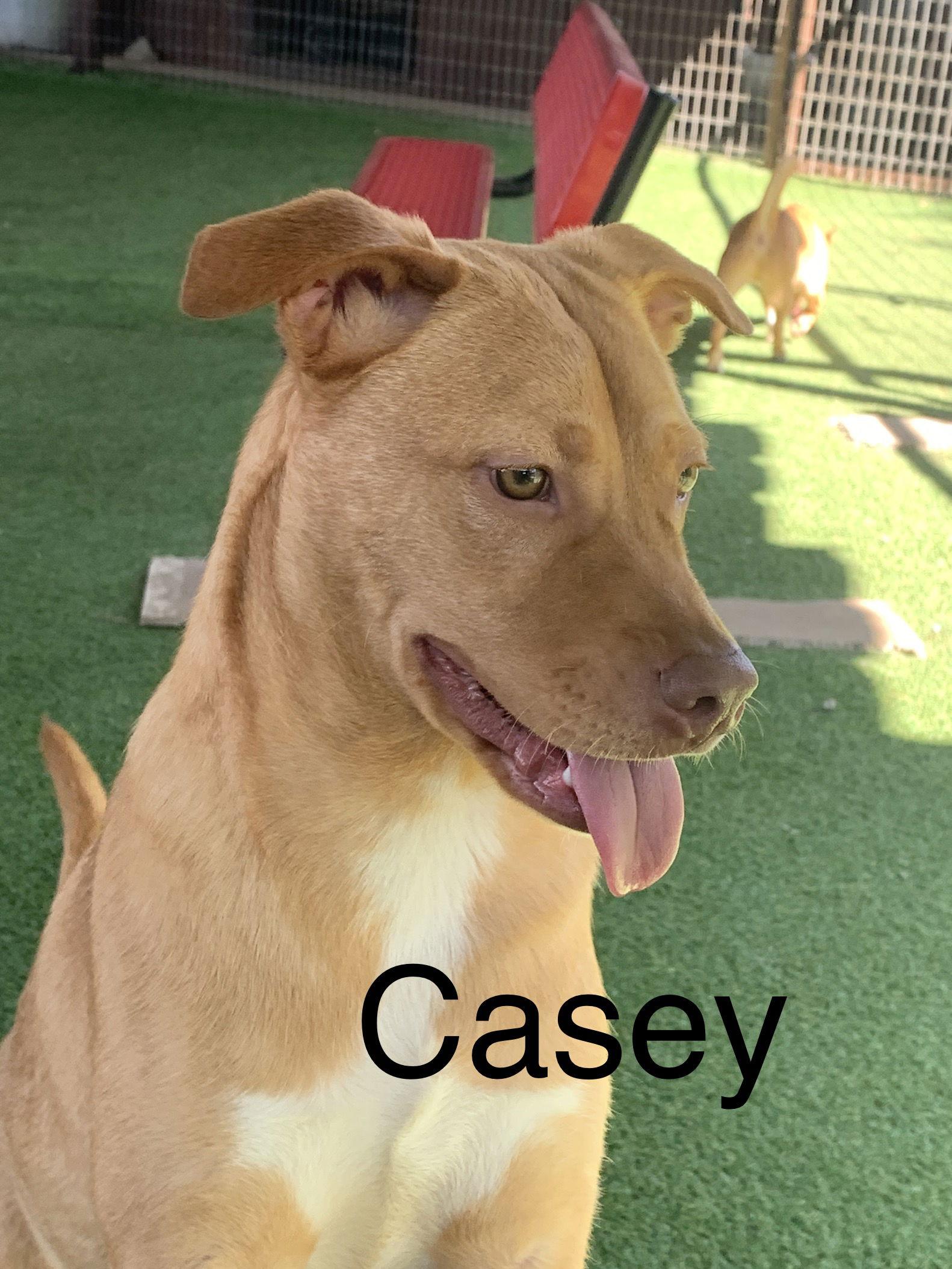 Enlarge Casey, a Adoptable mixed breed in Pipe Creek, TX image 2/3