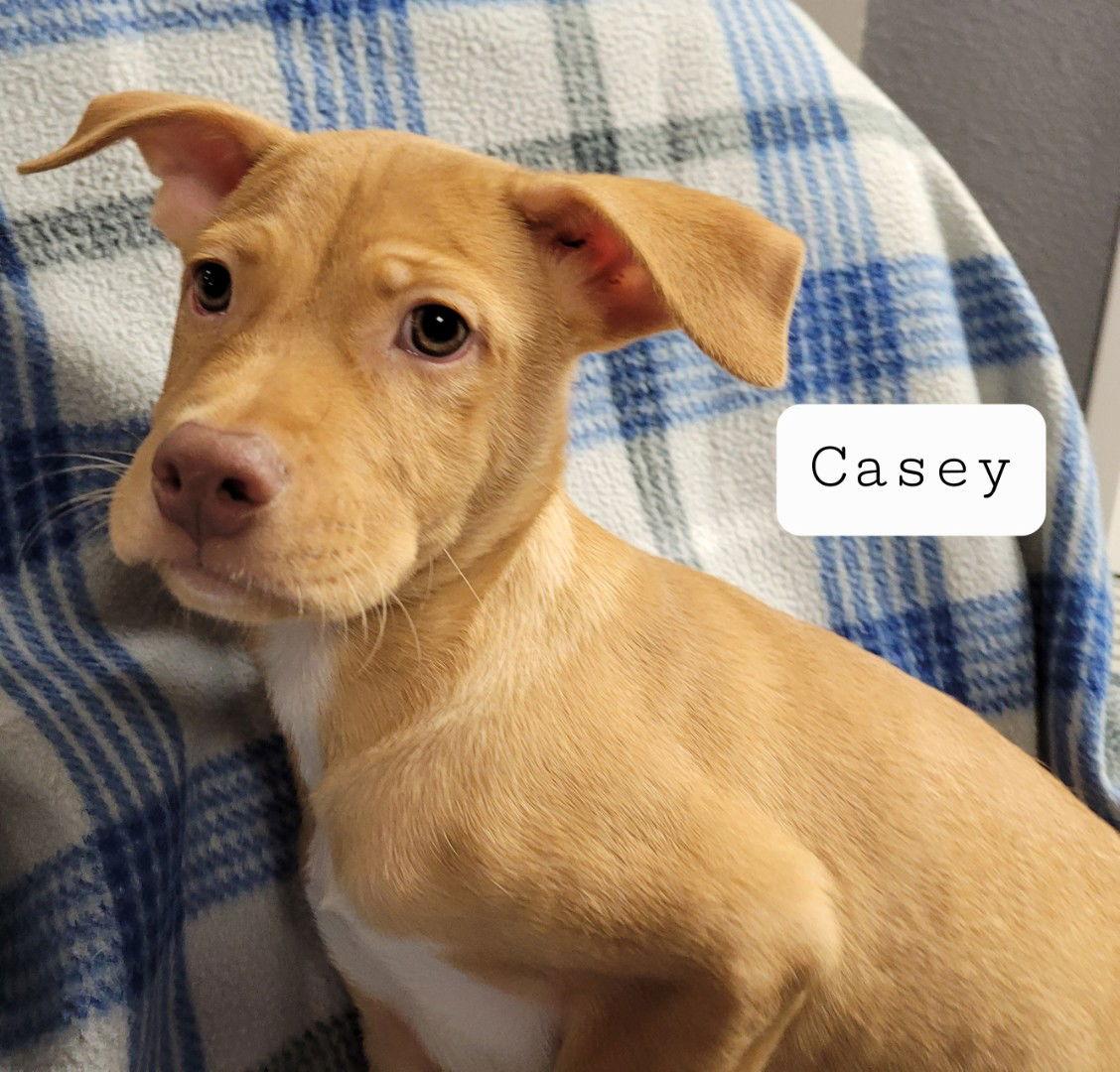 Enlarge Casey, a Adoptable mixed breed in Pipe Creek, TX image 3/3
