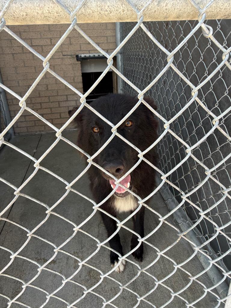 Ruckus, Adoptable, Young Male Mixed Breed.