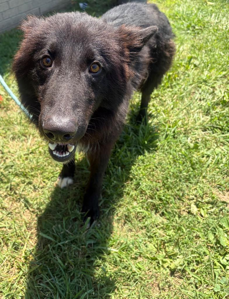 Ruckus, a Adoptable mixed breed in Gallatin, TN image 2/2