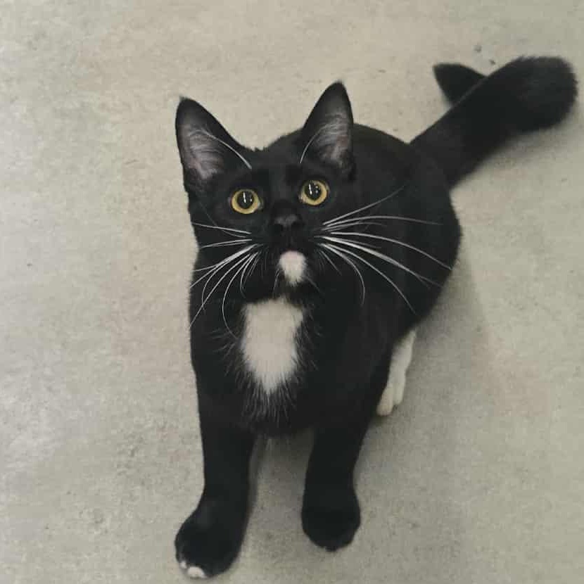 Toofer, a Adoptable Domestic Short Hair in Concord, CA image 1/2