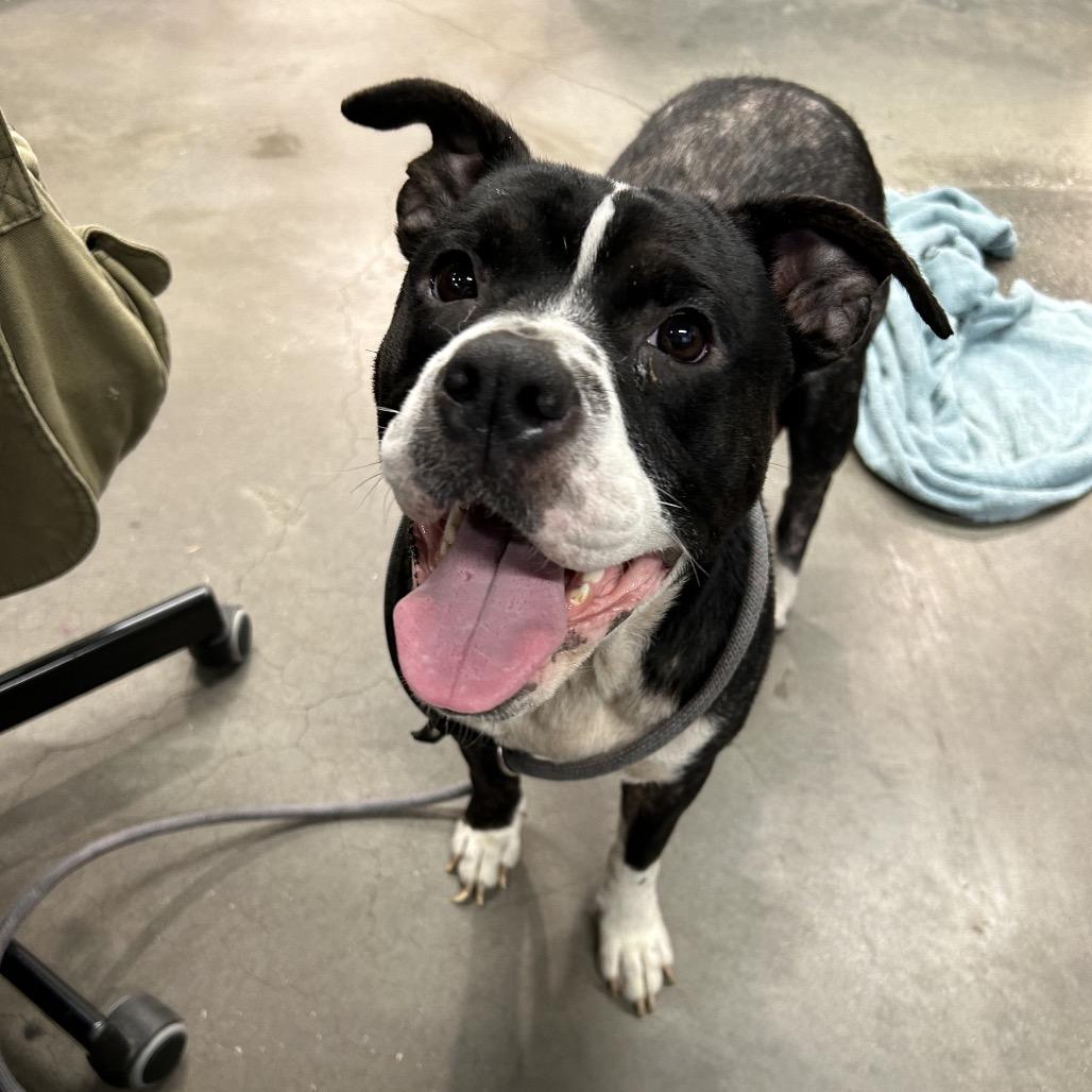 Enlarge Sylvia, a Adoptable mixed breed in Tampa, FL image 1/6