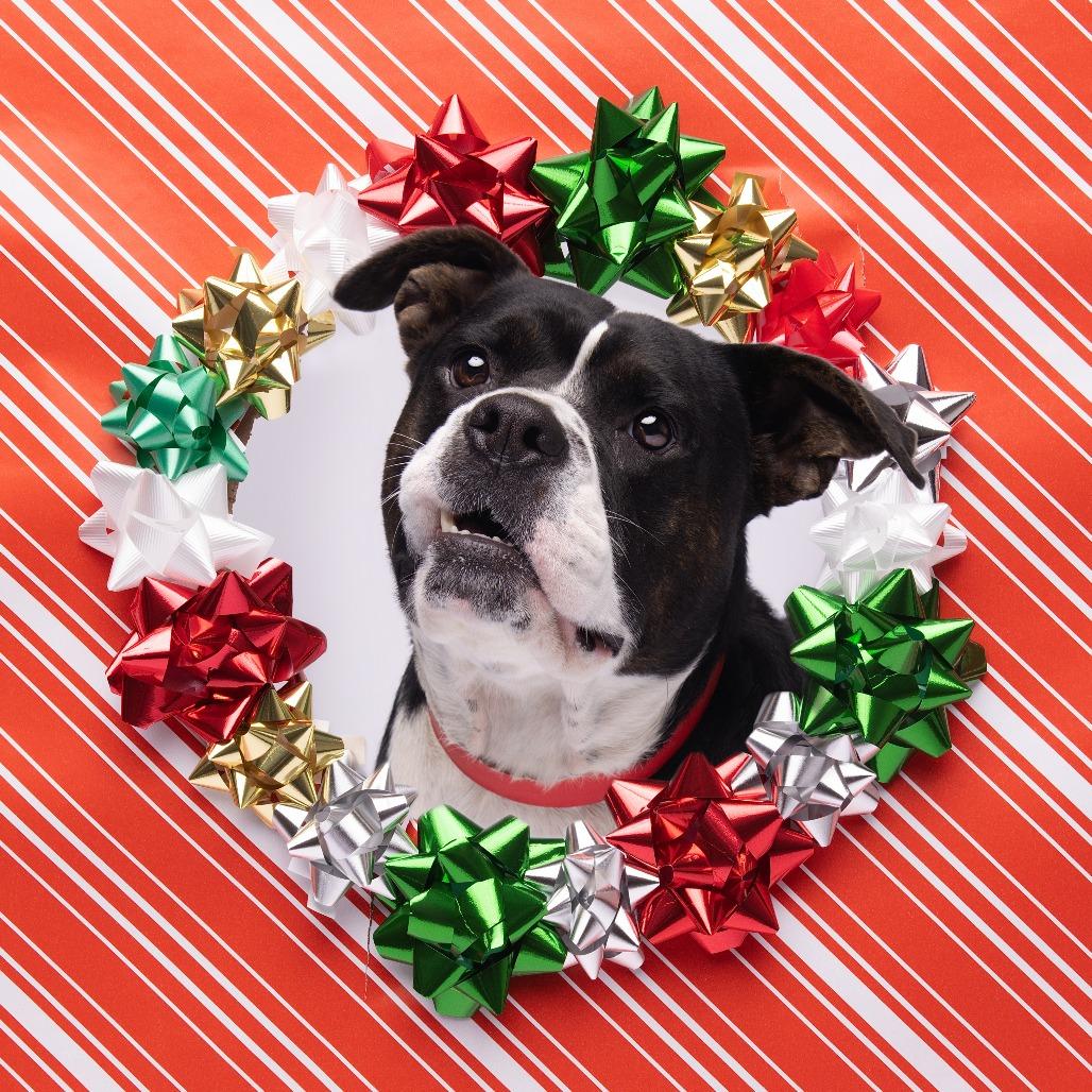 Enlarge Sylvia, a Adoptable mixed breed in Tampa, FL image 2/6