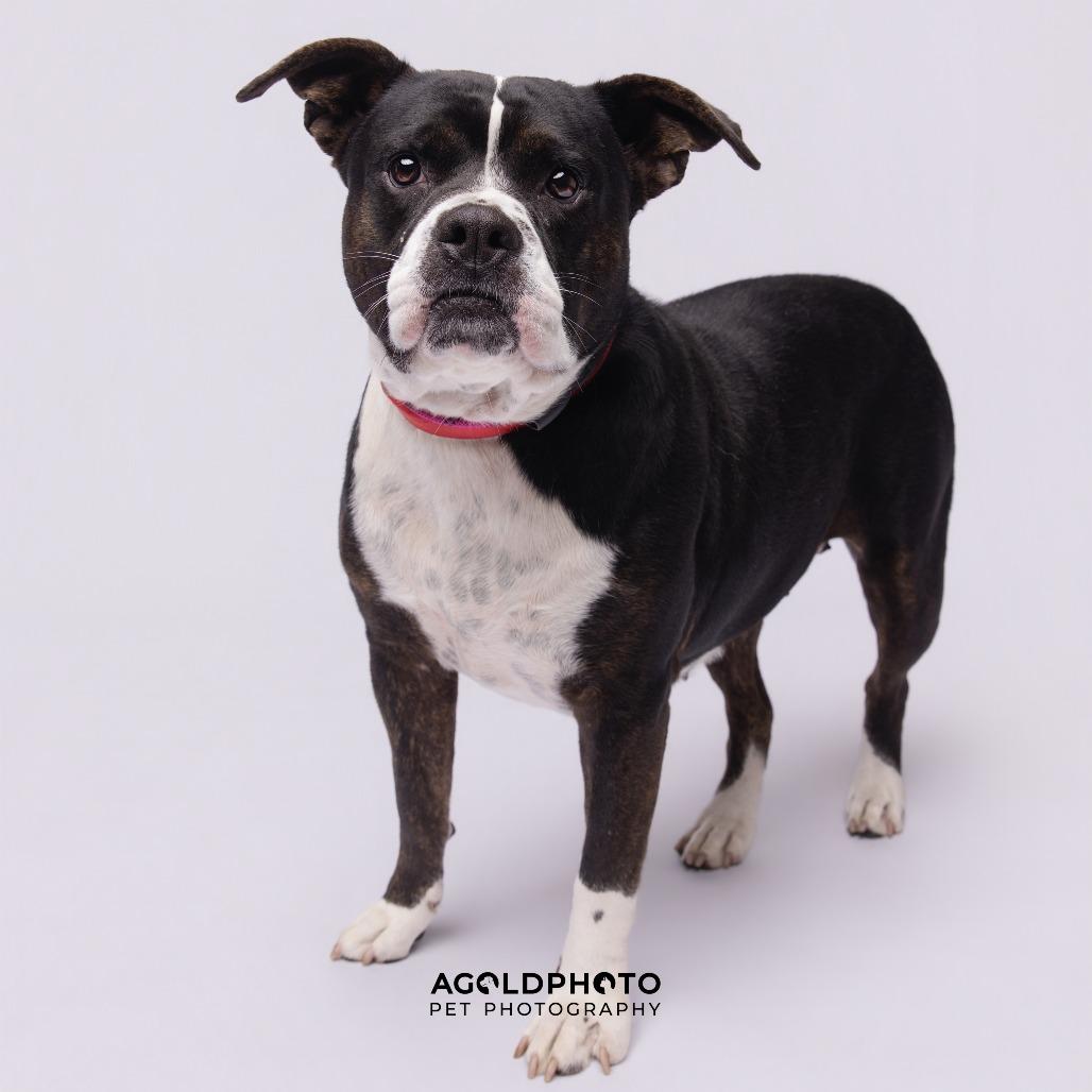 Enlarge Sylvia, a Adoptable mixed breed in Tampa, FL image 3/6