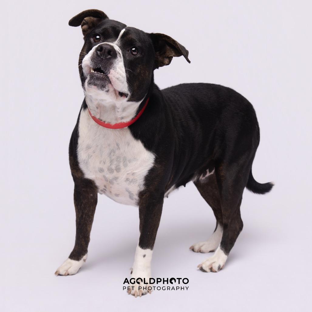 Enlarge Sylvia, a Adoptable mixed breed in Tampa, FL image 4/6