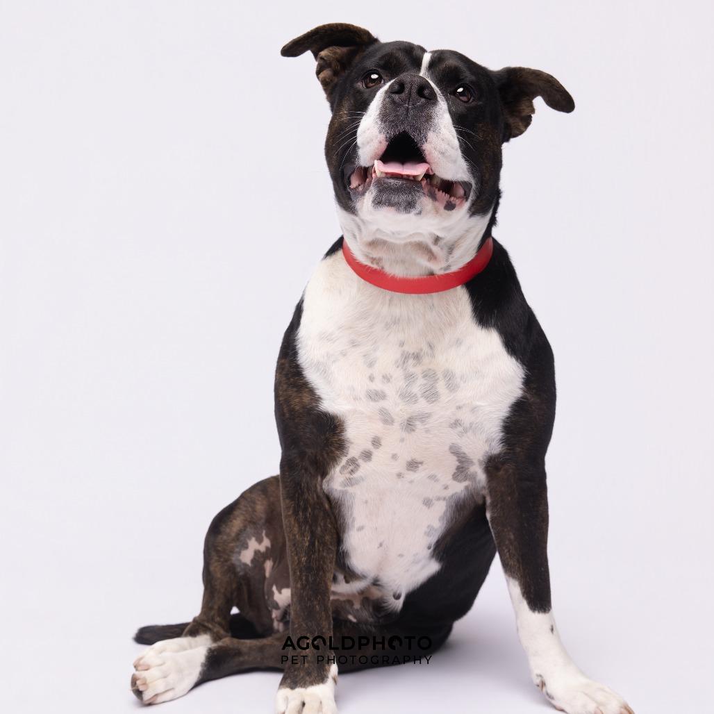 Enlarge Sylvia, a Adoptable mixed breed in Tampa, FL image 5/6