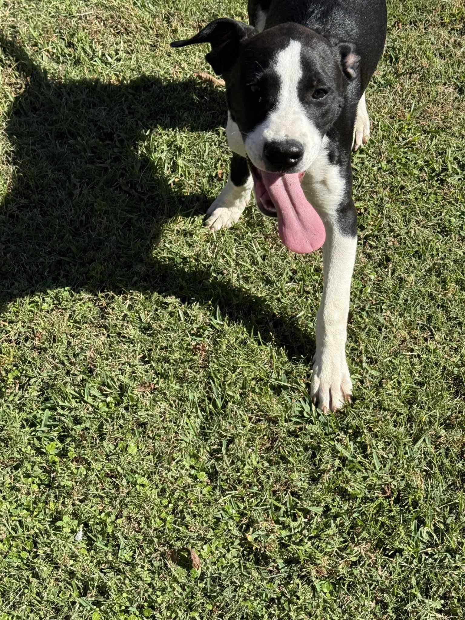 Luke, Adoptable, Young Male Labrador Retriever.