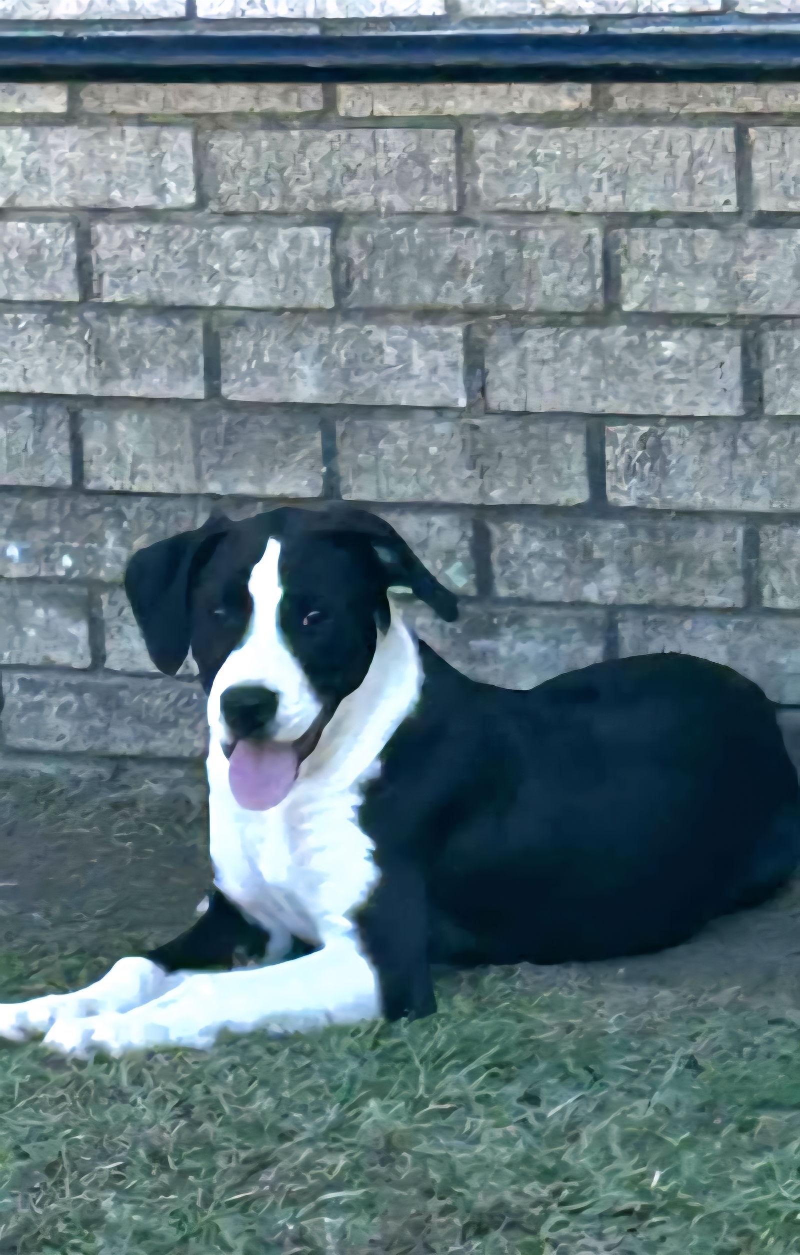 Enlarge Luke, a Adoptable Labrador Retriever in Redfield, AR image 2/3