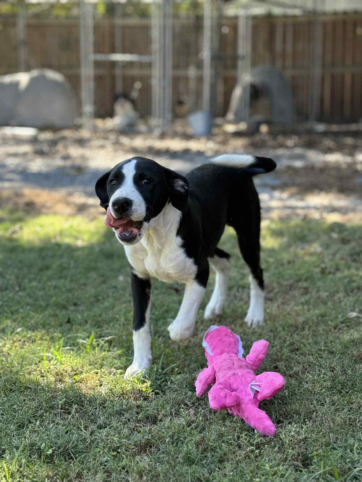 Enlarge Luke, a Adoptable Labrador Retriever in Redfield, AR image 3/3