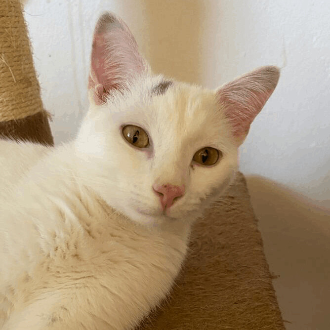 Xanadu and Magic, Adoptable, Young Male Domestic Short Hair.