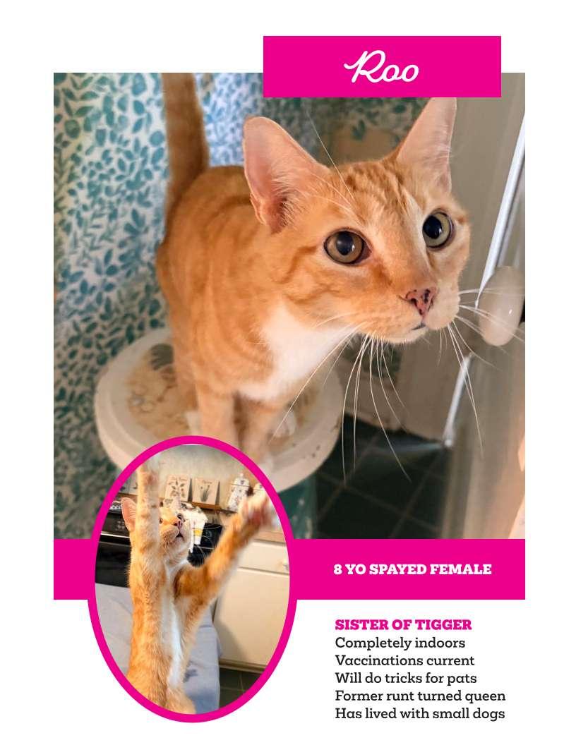 Roo-ALREADY SPAYED, ADOPTABLE, Adult Female Domestic Short Hair.
