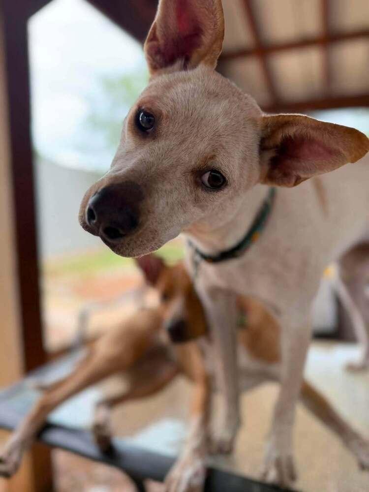 Sugar photo