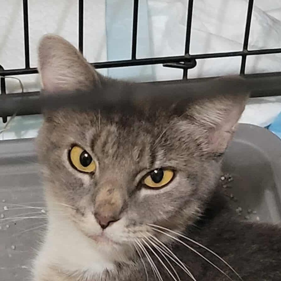 Enlarge Chicory, a Adoptable Domestic Short Hair in Irwin, PA image 1/1