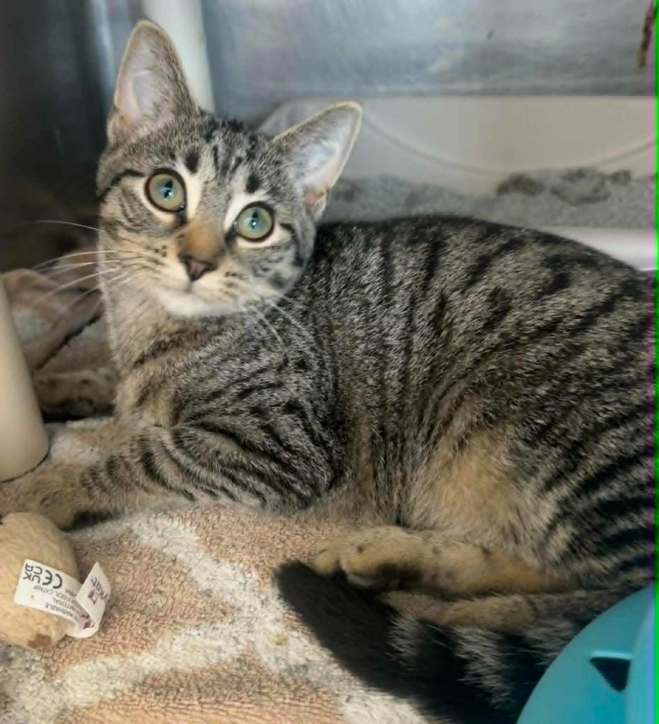 Enlarge Harmonica, a Adoptable mixed breed in Marion, OH image 1/3