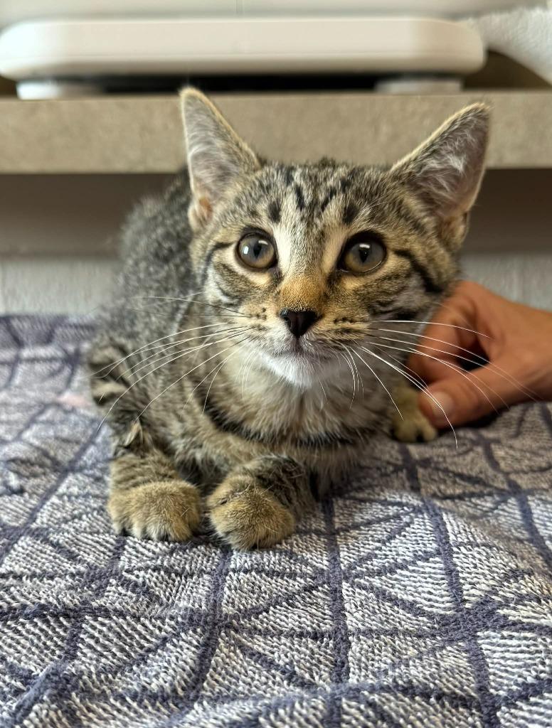 Enlarge Harmonica, a Adoptable mixed breed in Marion, OH image 2/3