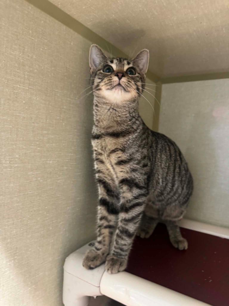 Enlarge Harmonica, a Adoptable mixed breed in Marion, OH image 3/3