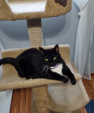 Enlarge Kitty, a Adoptable mixed breed in Peapack, NJ image 2/5